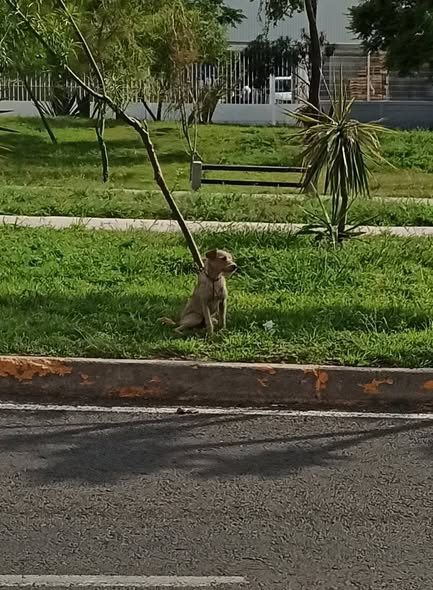 Foto del avistamiento de perro