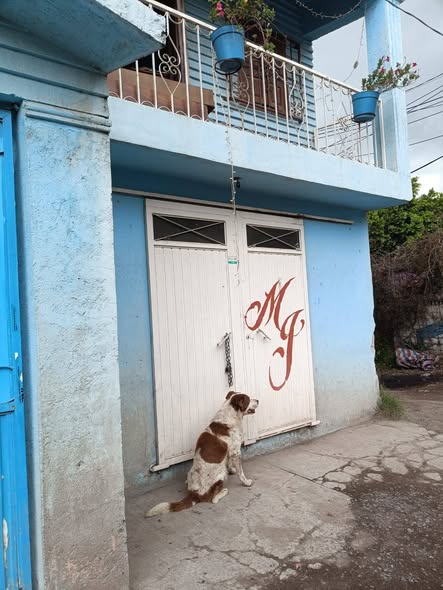 Dog sighting photo