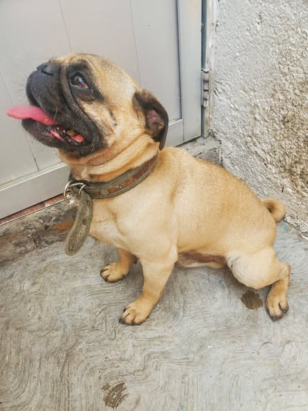 Foto del avistamiento de perro