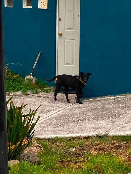 Dog sighting photo