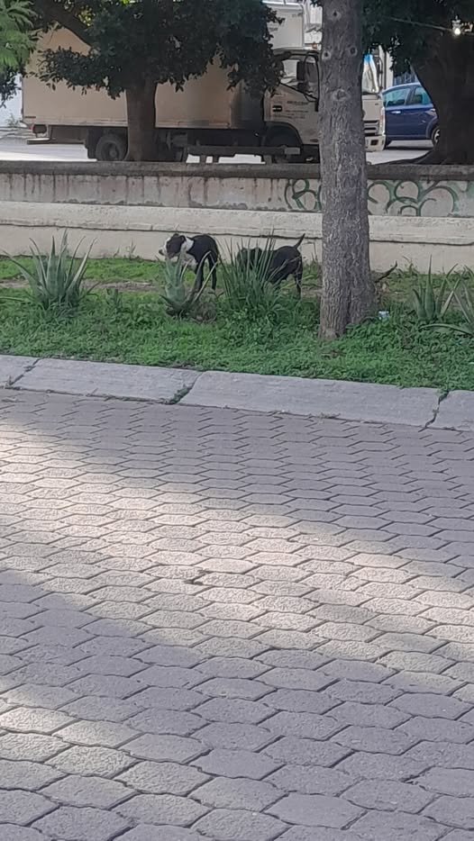 Foto del avistamiento de perro