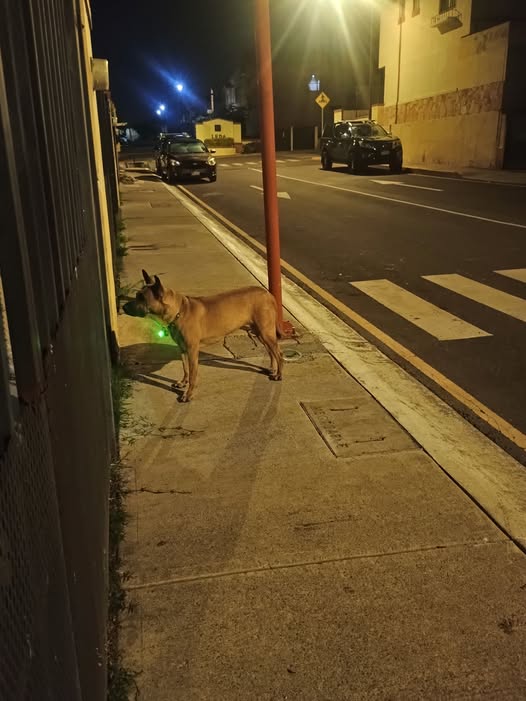 Foto del avistamiento de perro