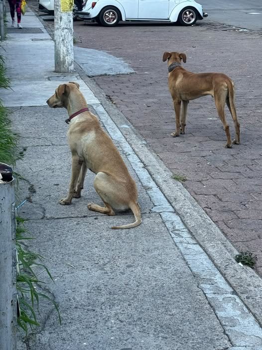 Foto del avistamiento de perro
