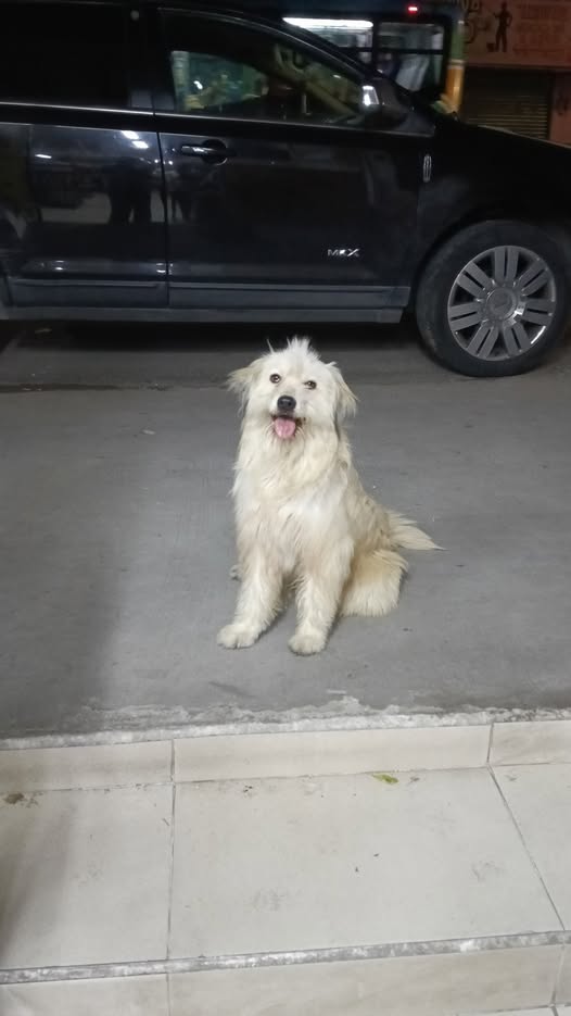 Dog sighting photo