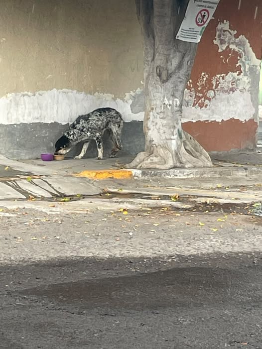 Foto del avistamiento de perro