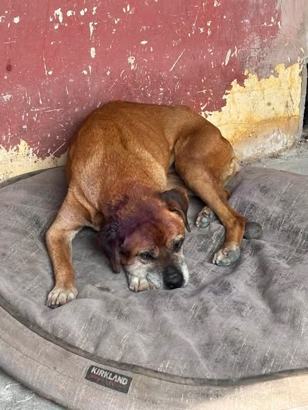 Dog sighting photo