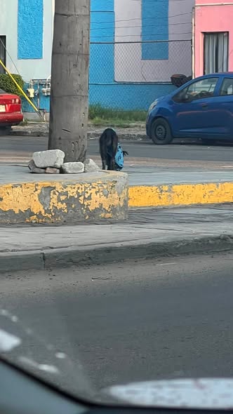 Dog sighting photo