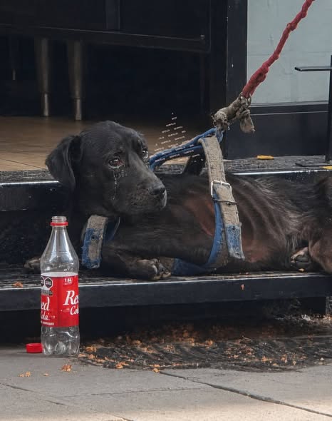 Dog sighting photo