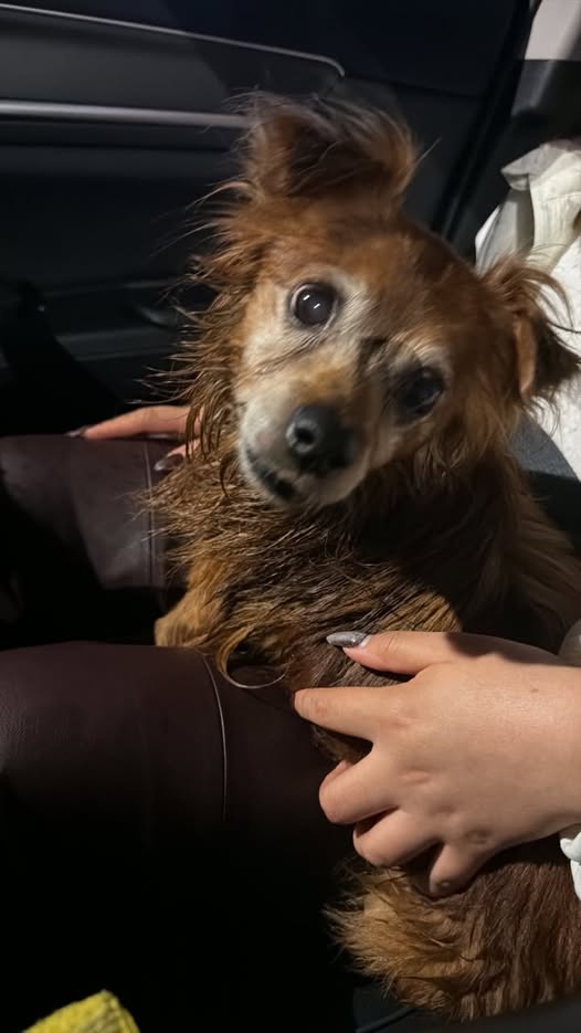Foto del avistamiento de perro