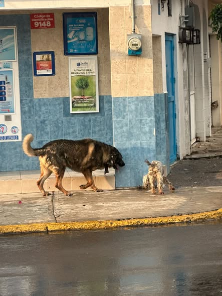 Foto del avistamiento de perro