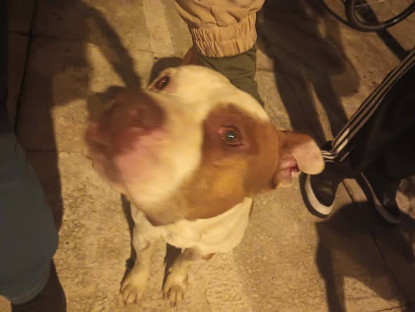 Foto del avistamiento de perro