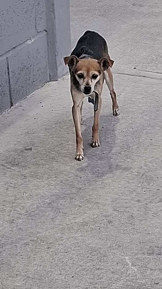Foto del avistamiento de perro