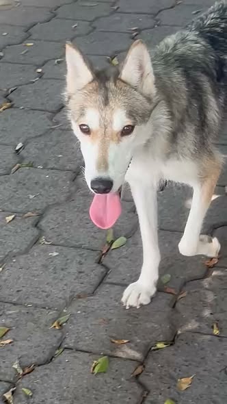 Dog sighting photo