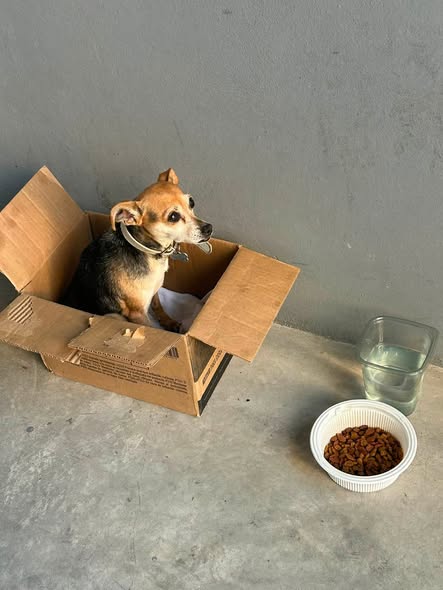 Foto del avistamiento de perro