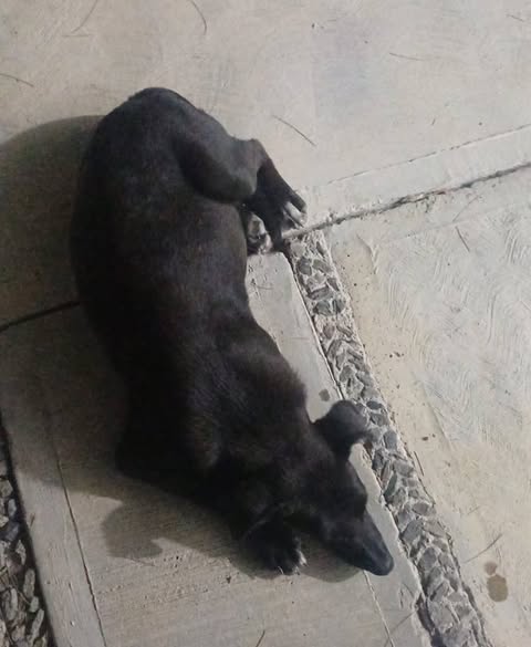 Dog sighting photo