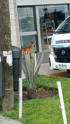 Dog sighting photo