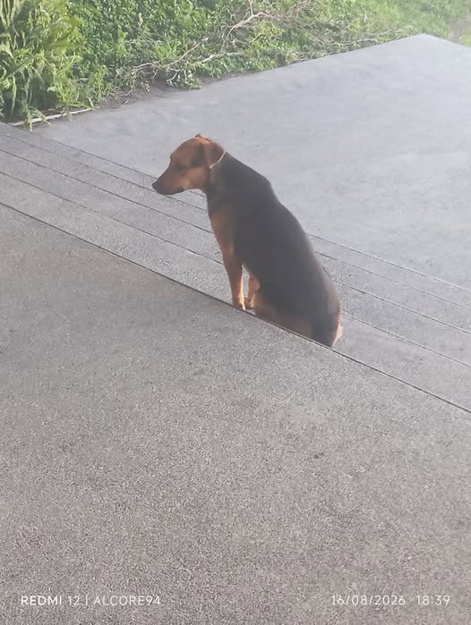 Dog sighting