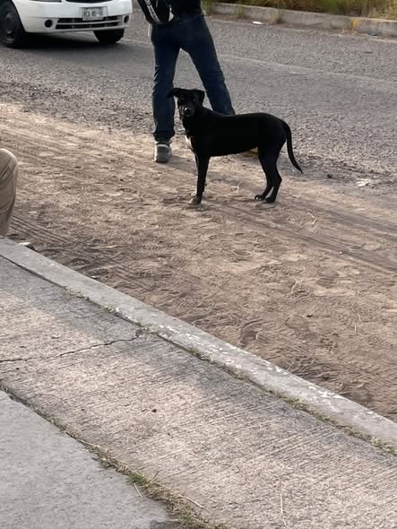 Dog sighting