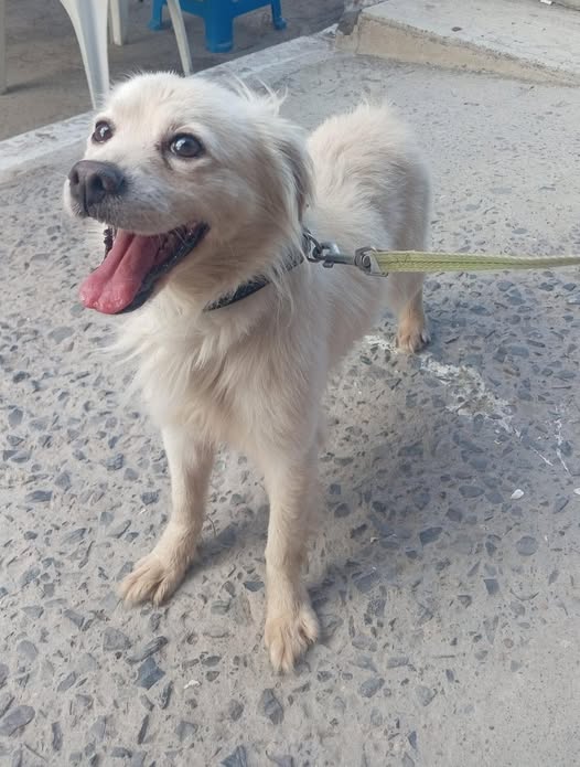 Dog sighting photo