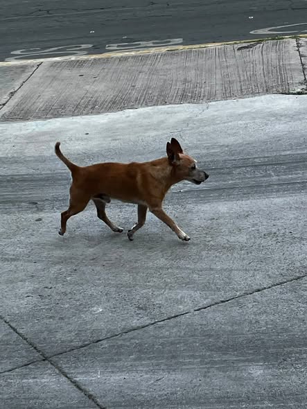Dog sighting photo