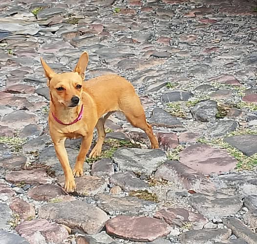 Dog sighting photo
