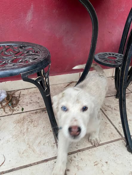 Foto del avistamiento de perro