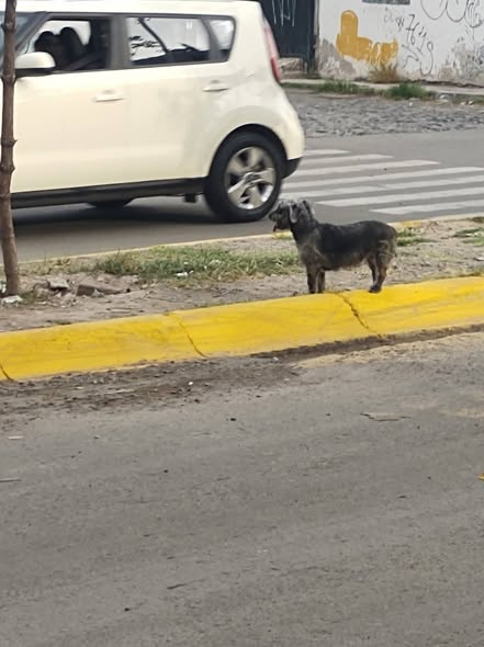 Dog sighting photo