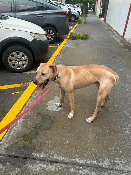 Foto del avistamiento de perro