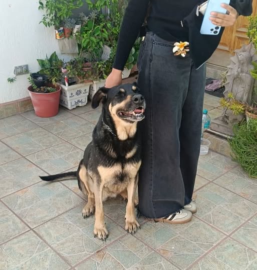 Foto del avistamiento de perro