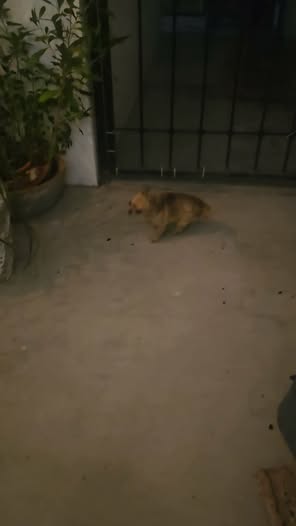Foto del avistamiento de perro