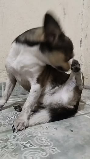 Dog sighting photo