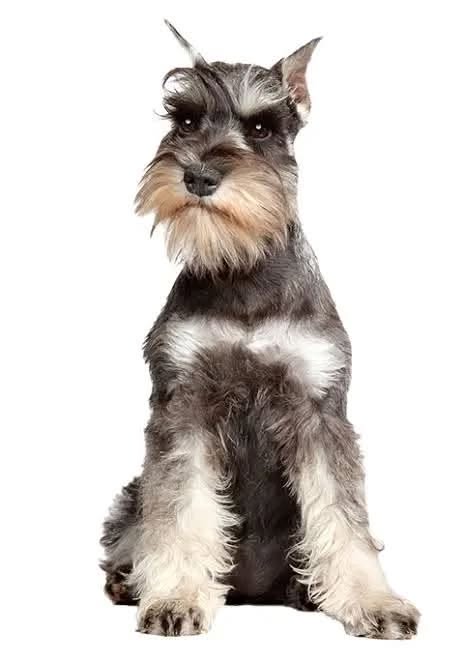 Foto del avistamiento de perro