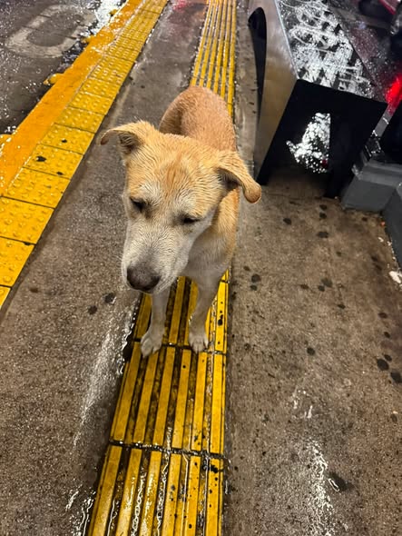Foto del avistamiento de perro