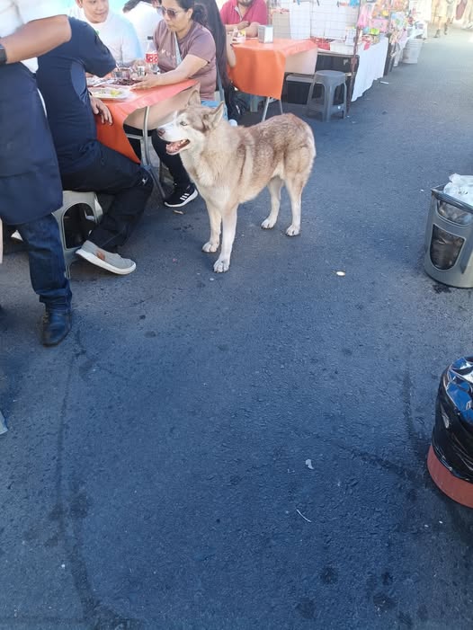 Dog sighting photo