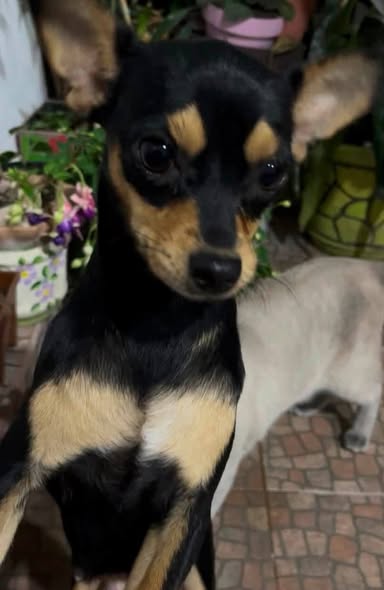 Foto del avistamiento de perro