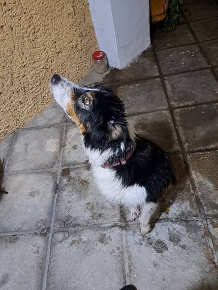 Foto del avistamiento de perro