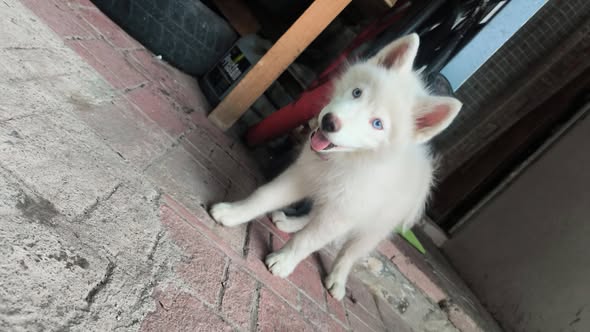 Dog sighting photo