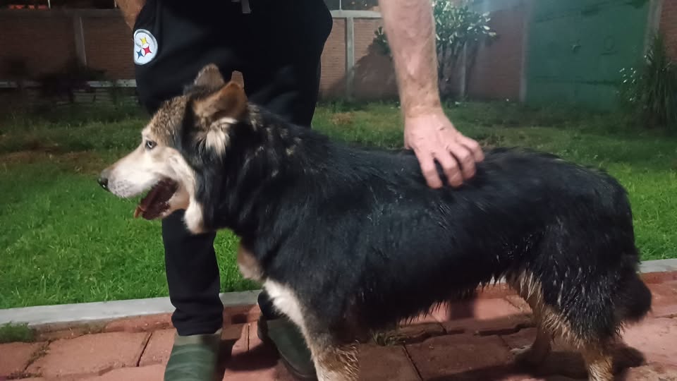 Dog sighting photo