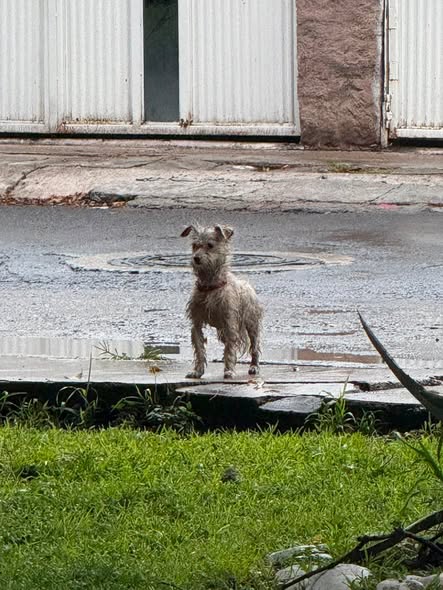 Foto del avistamiento de perro