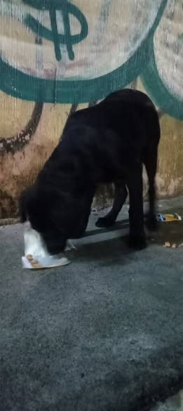 Foto del avistamiento de perro