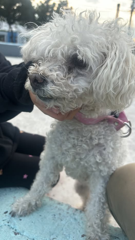 Dog sighting photo
