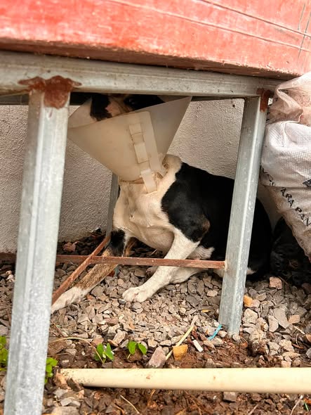 Dog sighting photo