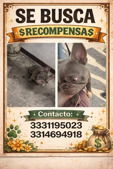 Lost dog