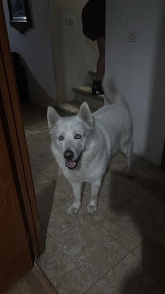 Lost dog