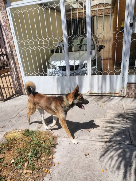 Lost dog