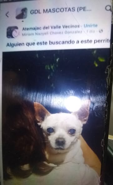 Lost dog