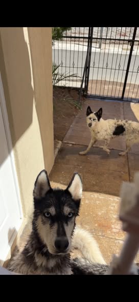 Lost dog
