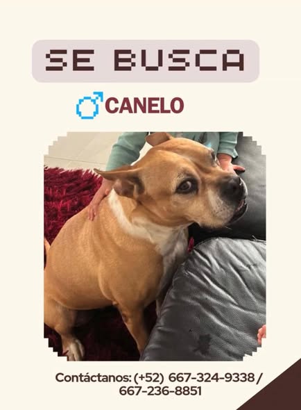 Canelo