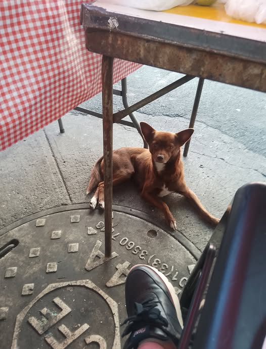 Lost dog