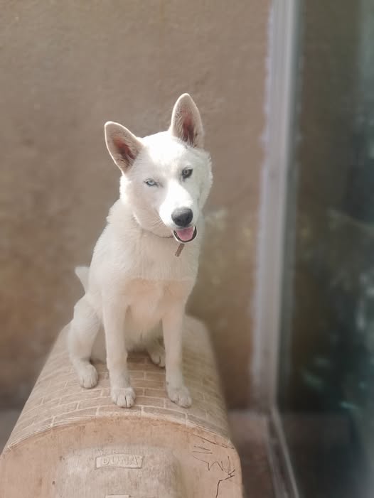 Lost dog